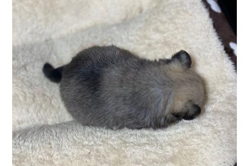 成約済の香川県のポメチワ:ポメラニアン×チワワ-85349の3枚目