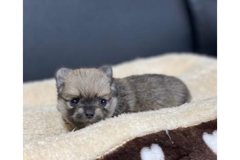 成約済の香川県のポメチワ:ポメラニアン×チワワ-85349の2枚目