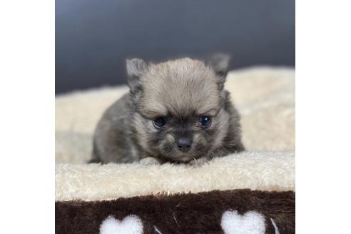 成約済の香川県のポメチワ:ポメラニアン×チワワ-85349の1枚目