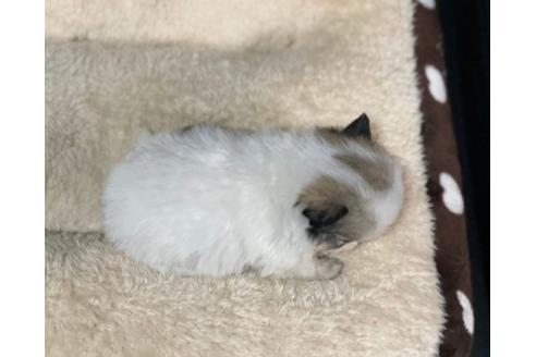 成約済の香川県のポメチワ:ポメラニアン×チワワ-85350の3枚目