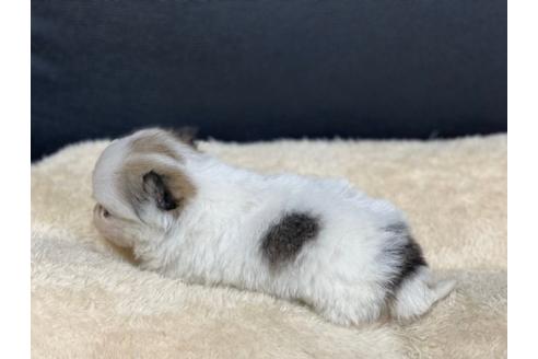 成約済の香川県のポメチワ:ポメラニアン×チワワ-85350の2枚目