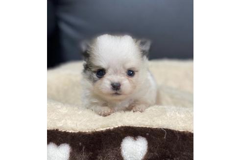 成約済の香川県のポメチワ:ポメラニアン×チワワ-85350