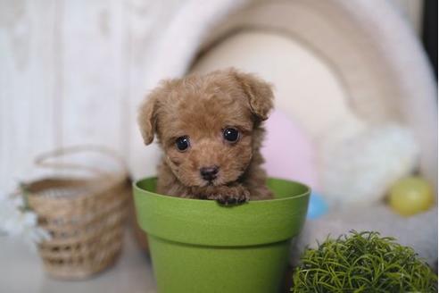 成約済の滋賀県のトイプードル-84513の1枚目