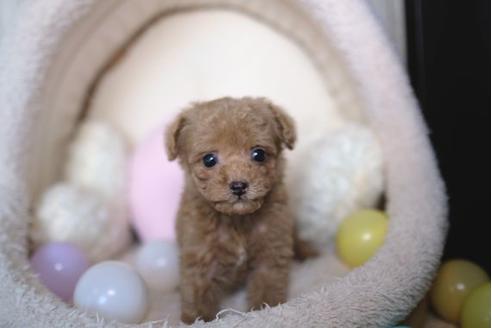 成約済の滋賀県のトイプードル-84513の5枚目