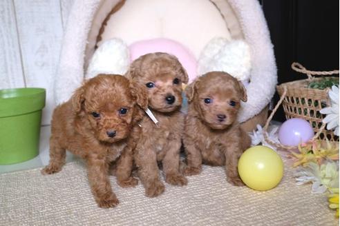 成約済の滋賀県のトイプードル-84513の4枚目