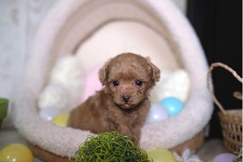 成約済の滋賀県のトイプードル-84513の3枚目