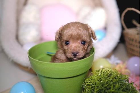 成約済の滋賀県のトイプードル-84513の2枚目