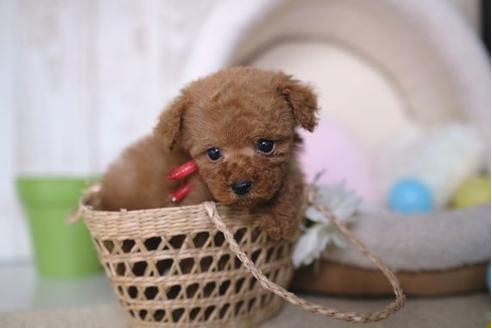 成約済の滋賀県のトイプードル-84524