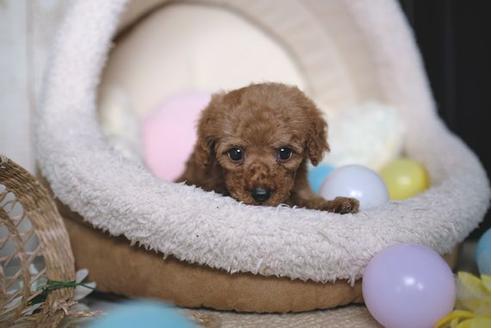 成約済の滋賀県のトイプードル-84525