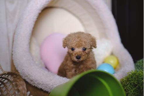 成約済の滋賀県のトイプードル-84526