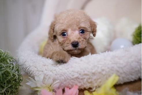 成約済の滋賀県のトイプードル-81148の1枚目