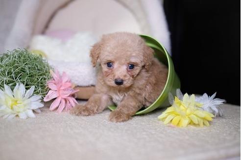 成約済の滋賀県のトイプードル-81148の5枚目