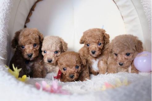 成約済の滋賀県のトイプードル-81148の4枚目