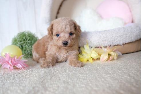 成約済の滋賀県のトイプードル-81148の3枚目