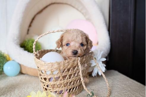 成約済の滋賀県のトイプードル-81148の2枚目