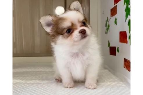 香川県のポメチワ 男の子 19 10 12生まれ パーティー 子犬id ブリーダーナビ