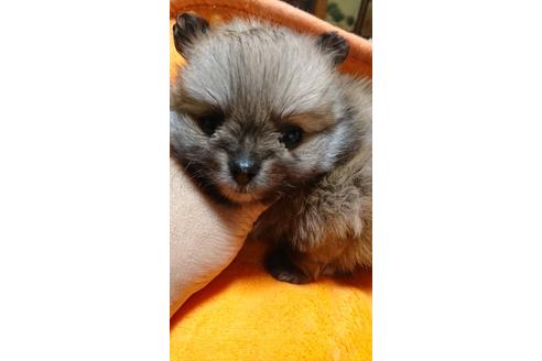 成約済の京都府のポメラニアン-85404の1枚目