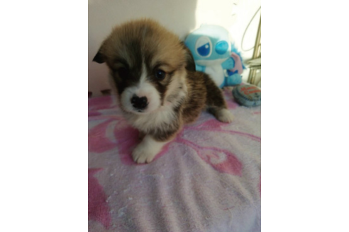 成約済の岩手県のウェルシュコーギーペンブローク-85306の13枚目