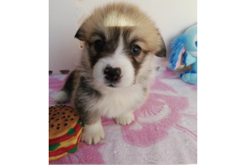 成約済の岩手県のウェルシュコーギーペンブローク-85306の11枚目