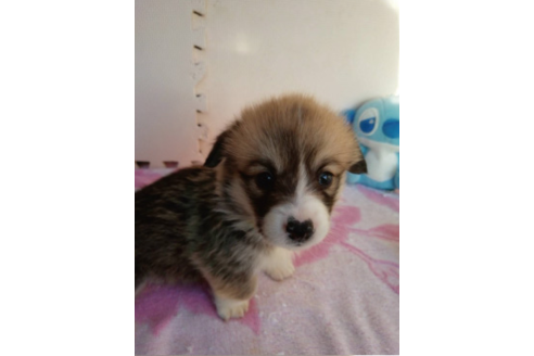 成約済の岩手県のウェルシュコーギーペンブローク-85306の10枚目