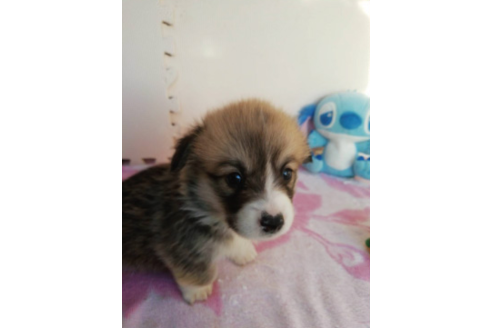 成約済の岩手県のウェルシュコーギーペンブローク-85306の9枚目