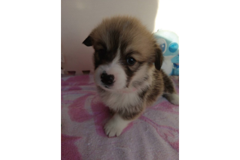 成約済の岩手県のウェルシュコーギーペンブローク-85306の8枚目