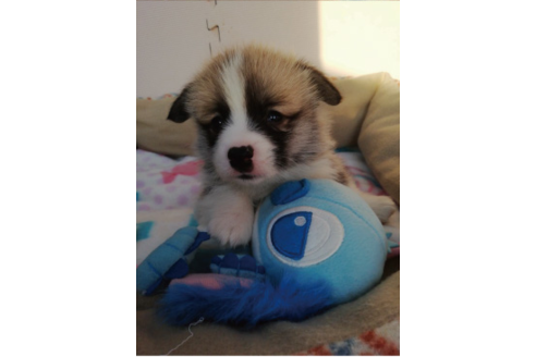 成約済の岩手県のウェルシュコーギーペンブローク-85305の1枚目