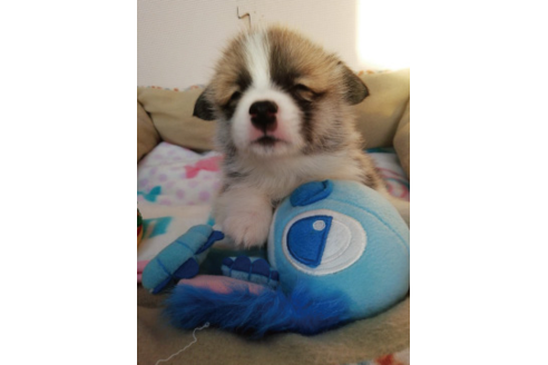 成約済の岩手県のウェルシュコーギーペンブローク-85305の6枚目