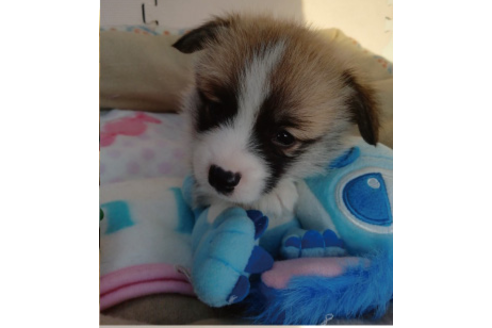 成約済の岩手県のウェルシュコーギーペンブローク-85305の5枚目