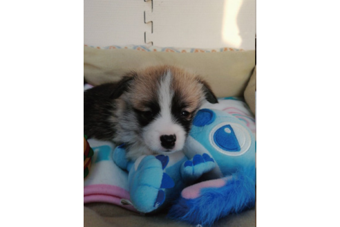 成約済の岩手県のウェルシュコーギーペンブローク-85305の4枚目