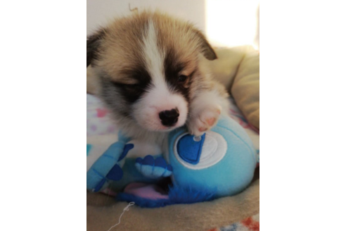 成約済の岩手県のウェルシュコーギーペンブローク-85305の3枚目