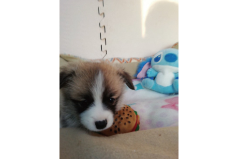 成約済の岩手県のウェルシュコーギーペンブローク-85305の2枚目