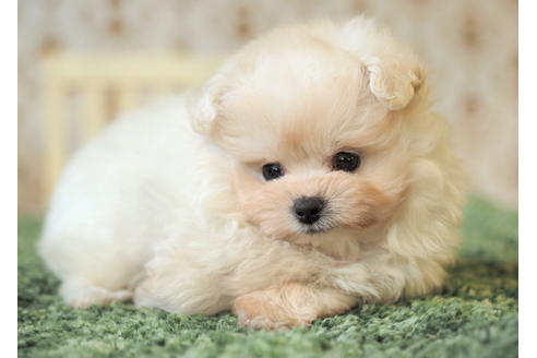 成約済の愛知県のポメプー:ポメラニアン×トイプードル-85423の8枚目