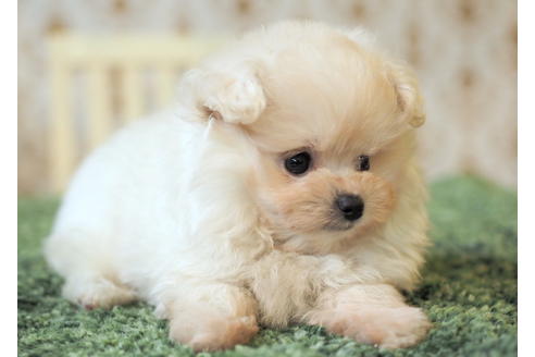 成約済の愛知県のポメプー:ポメラニアン×トイプードル-85423の7枚目