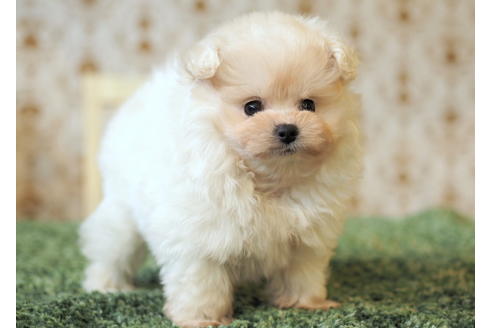 成約済の愛知県のポメプー:ポメラニアン×トイプードル-85423の6枚目