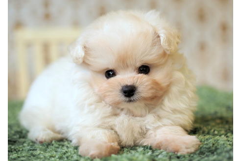 成約済の愛知県のポメプー:ポメラニアン×トイプードル-85423の5枚目