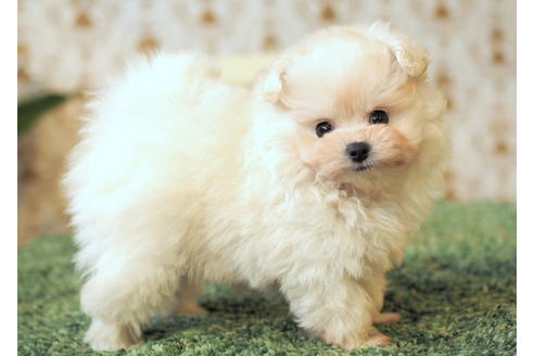 成約済の愛知県のポメプー:ポメラニアン×トイプードル-85423の4枚目