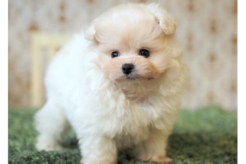 成約済の愛知県のポメプー:ポメラニアン×トイプードル-85423の3枚目