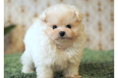 成約済の愛知県のポメプー:ポメラニアン×トイプードル-85423の2枚目