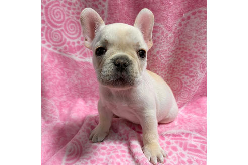 成約済の埼玉県のフレンチブルドッグ-83469