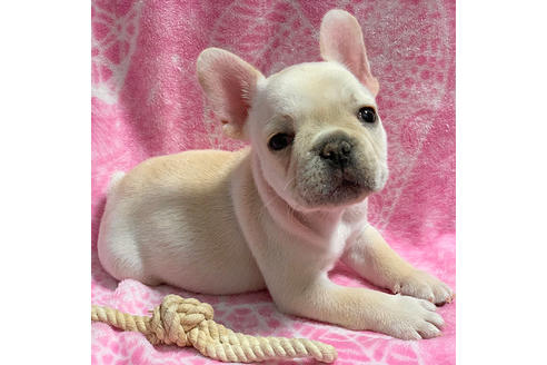 成約済の埼玉県のフレンチブルドッグ-83469の4枚目