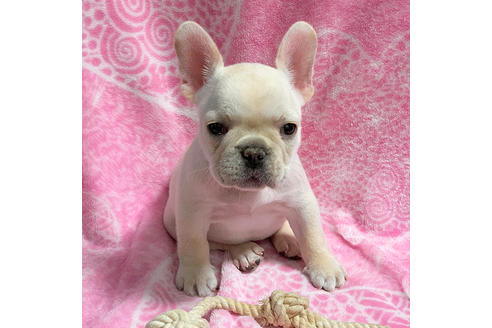 成約済の埼玉県のフレンチブルドッグ-83469の3枚目