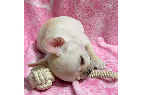 成約済の埼玉県のフレンチブルドッグ-83469の2枚目
