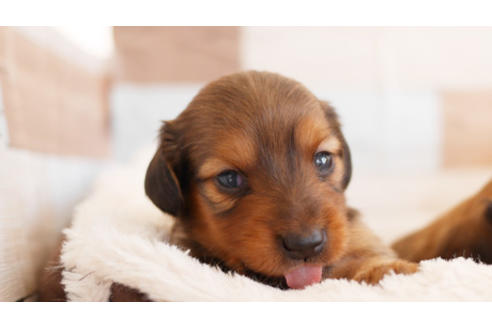 成約済の福岡県のミニチュアダックスフンド(ロングヘアード)-85452