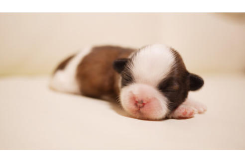 成約済の福岡県のシーズー-85453