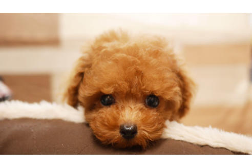 成約済の福岡県のトイプードル-85454