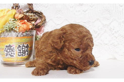 成約済の福岡県のティーカッププードル-84996の17枚目