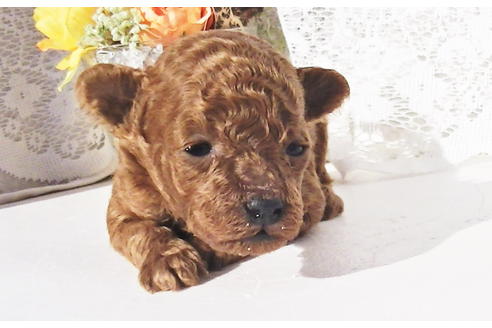 成約済の福岡県のティーカッププードル-84999の12枚目