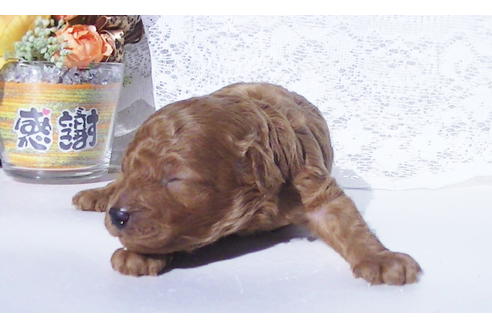 成約済の福岡県のタイニープードル-85481の9枚目