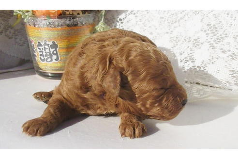 成約済の福岡県のタイニープードル-85484の6枚目